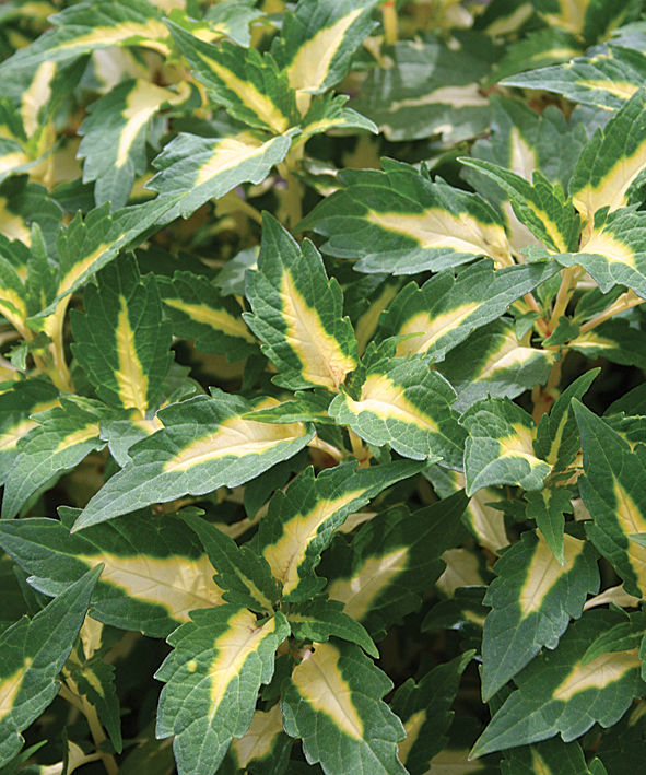 Coleus_ColorBlazeAlligatorTears-ProvenWinners.jpg